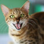 Cats knead: shallow focus photography of brown cat