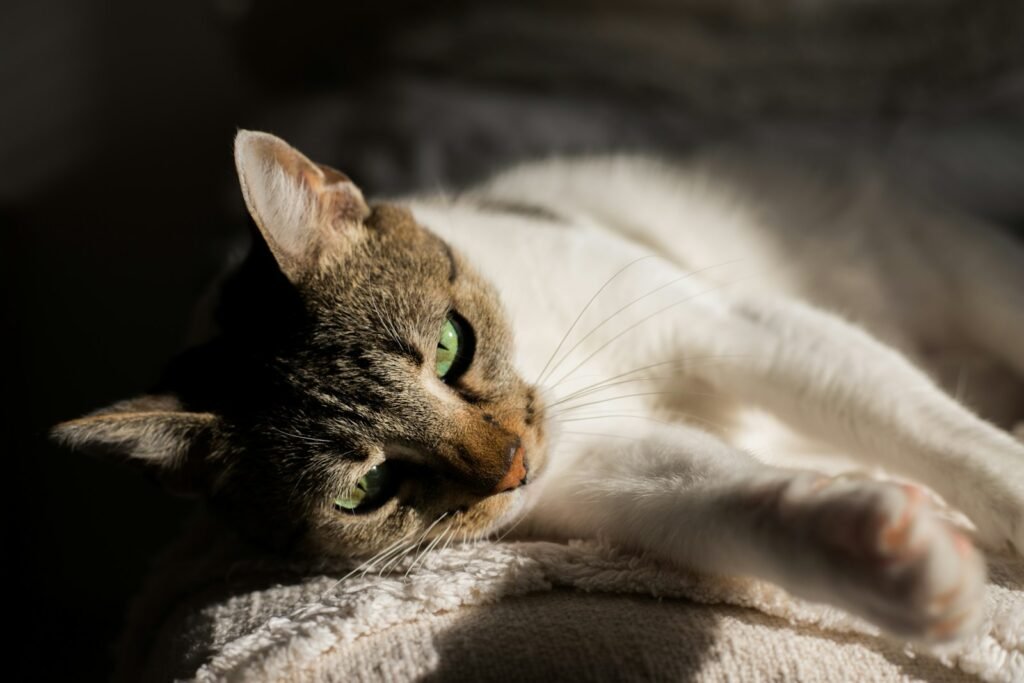 hunting behaviour:a close up of a cat laying on a blanket