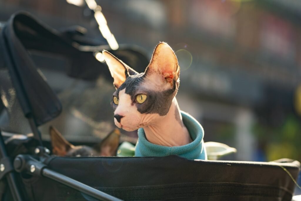 hairless cat: a cat sitting in the back of a stroller