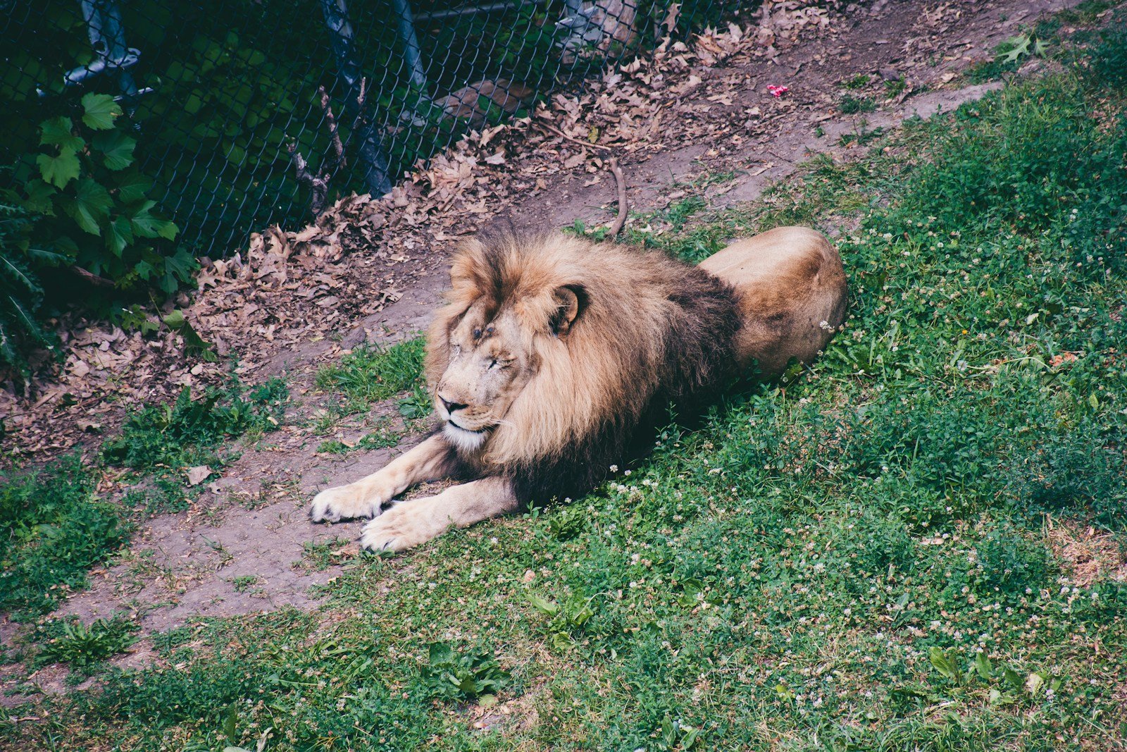 Zoos: A lion laying in the grass near a fence