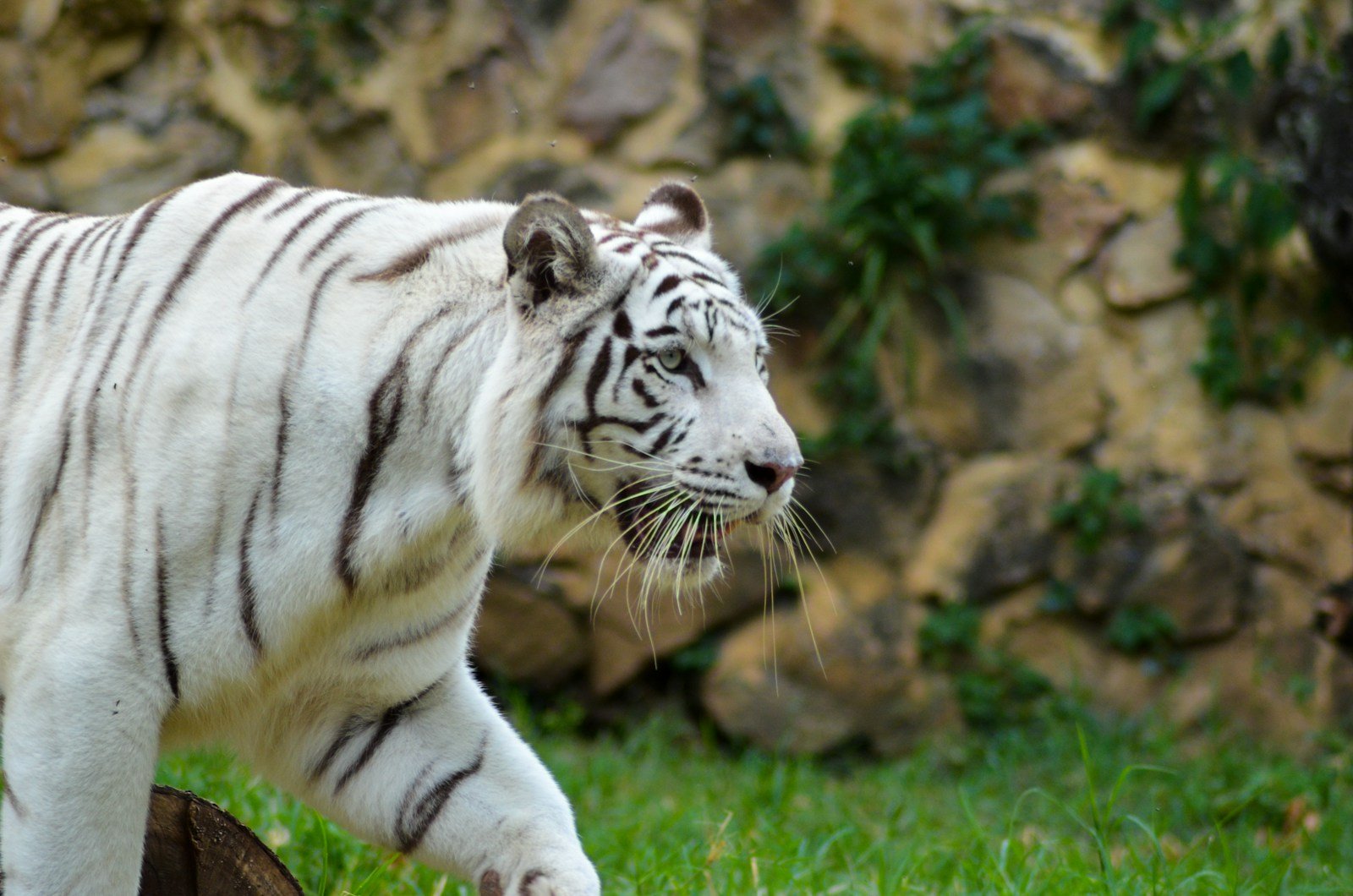 Photo by Juan Camilo Guarin P Big cat rescues: white and black tiger on green grass during daytime