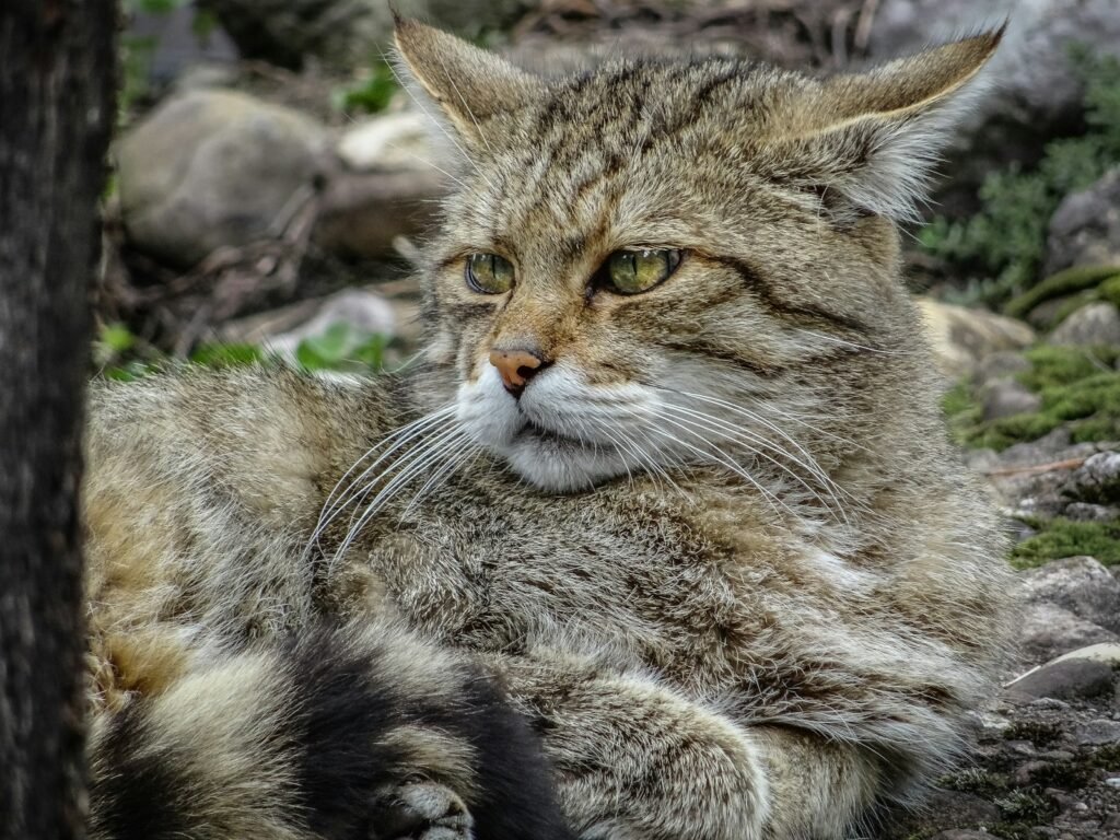 urban environment: brown tabby cat on gray rock