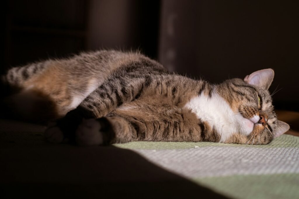 public park: a cat laying on top of a bed next to a window