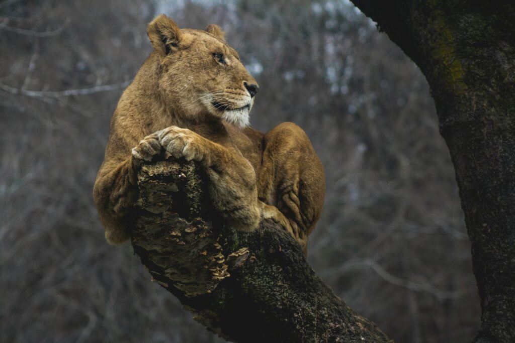 Technology in Big Cat