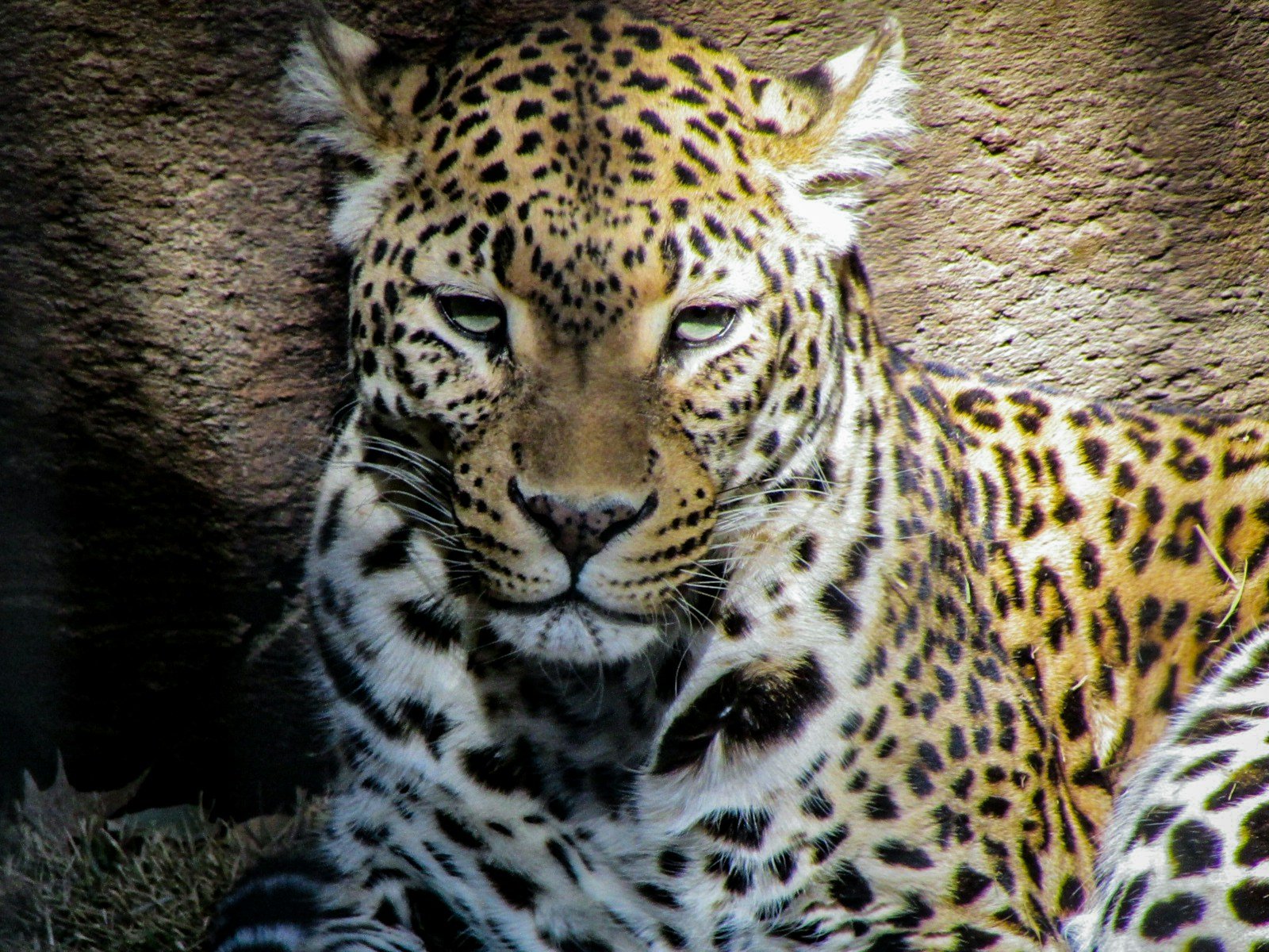 Big cats: Photography of a Leopard.
