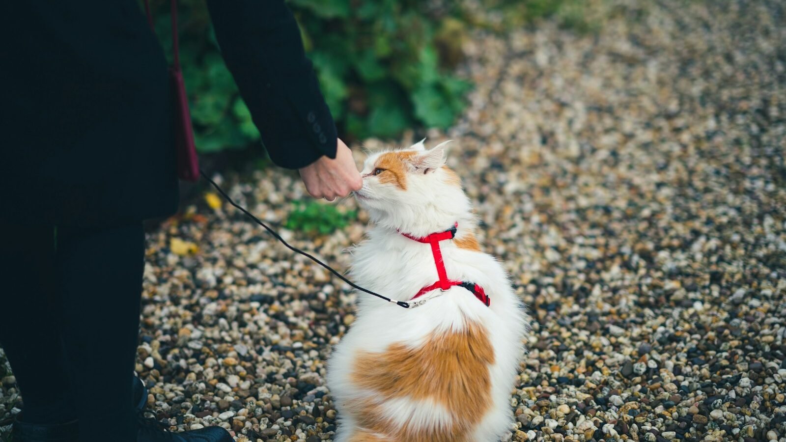 A fluffy white and orange cat wearing a red harness and leash, being guided by a person outdoors on a gravel path surrounded by greenery.