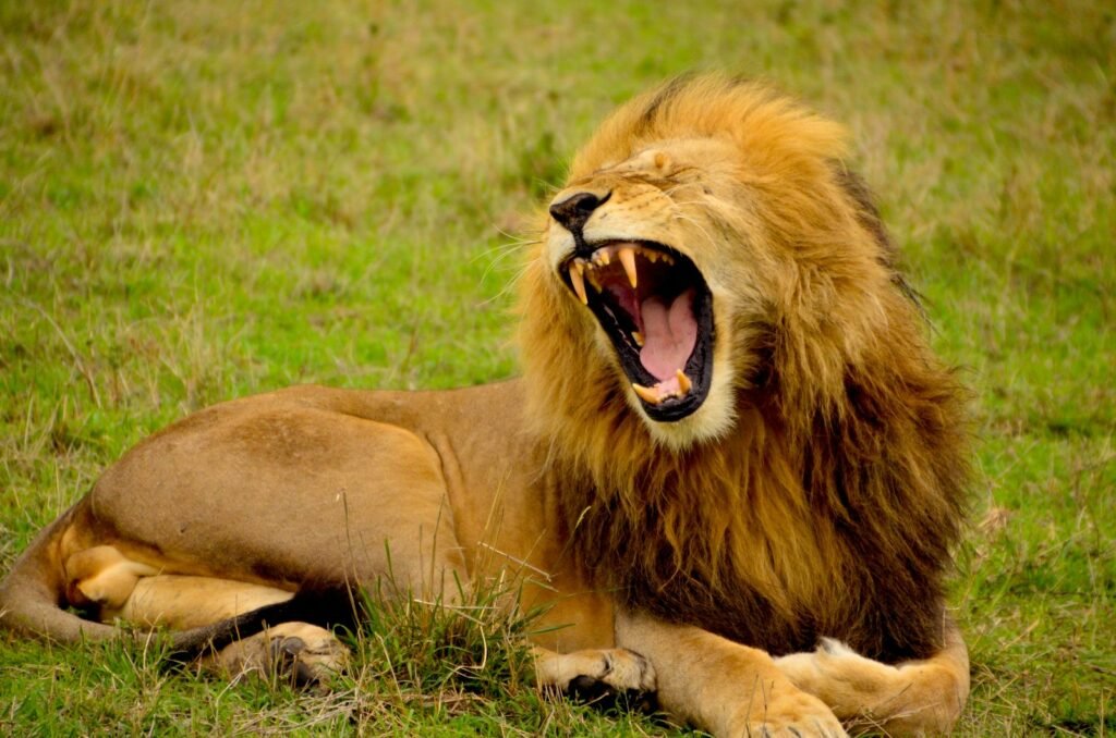 saber toothed cat: lion lying on green grass at daytime
