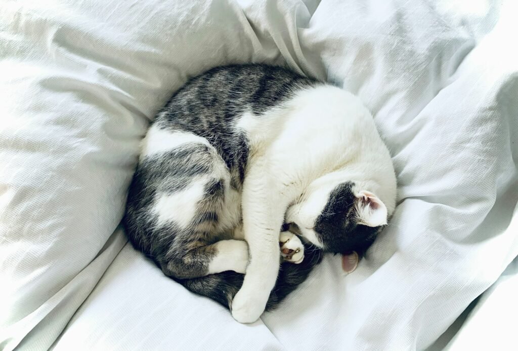 cat sleep