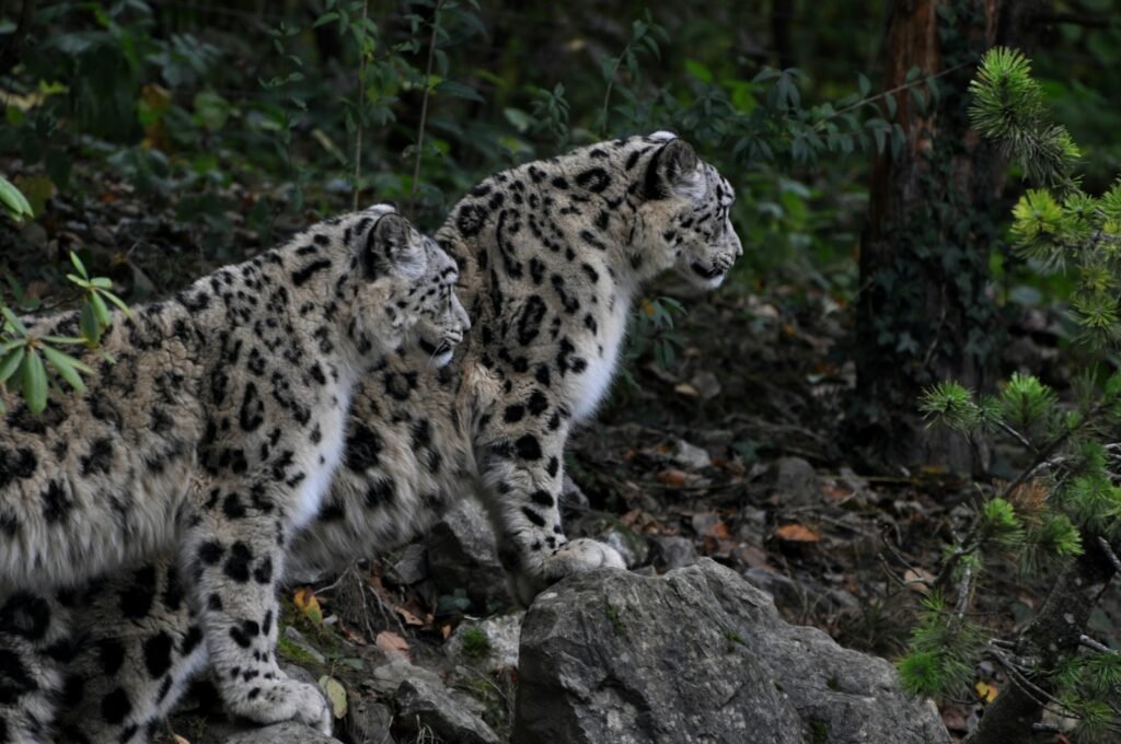 rare sighting: two brown-and-black leopards