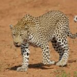 elusive big cat: leopard walking on brown dirt
