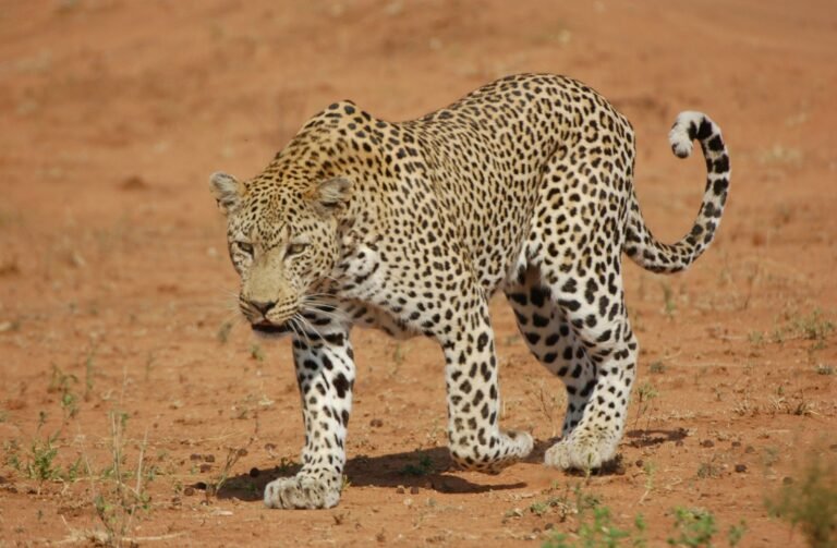 elusive big cat: leopard walking on brown dirt