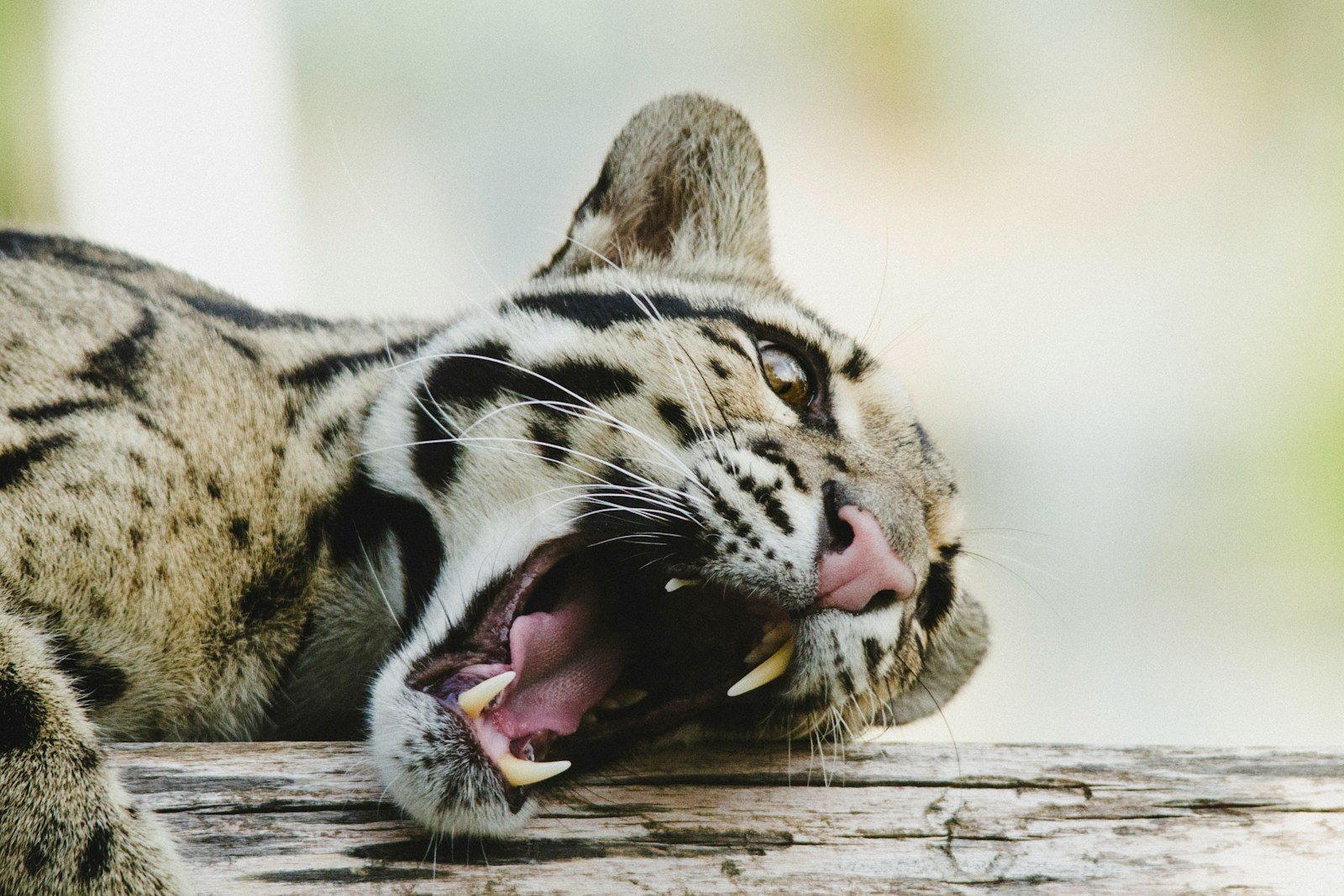 Photo by Frida Lannerström clouded leopard: howling bengal cat