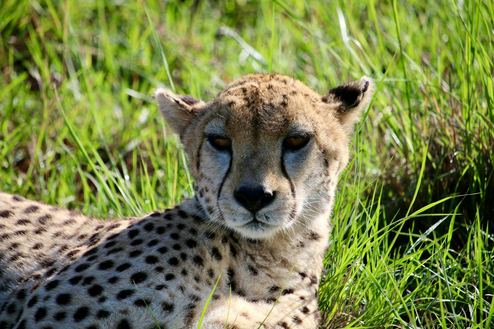 Photo by Gabriel Schumacher Big cat photography: a close up of a cheetah laying in the grass