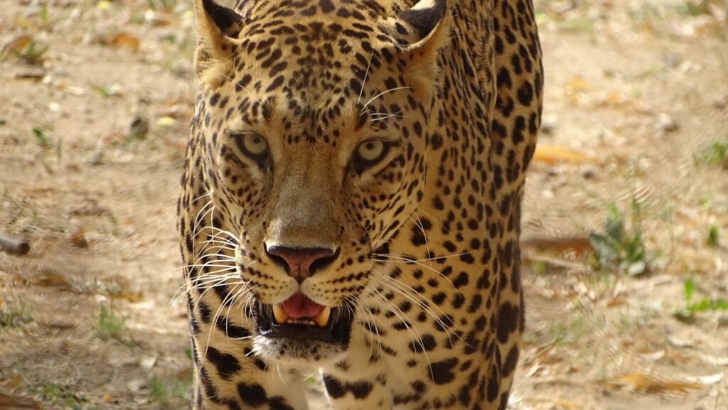 Rituals and Myths: black and brown cheetah