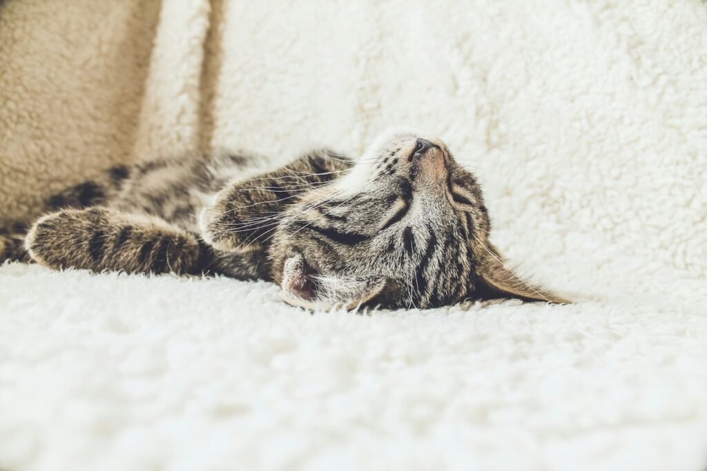 hunting behaviour: brown tabby cat lying on white textile