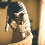 Cat breeding: grey tabby cat scratching on sofa