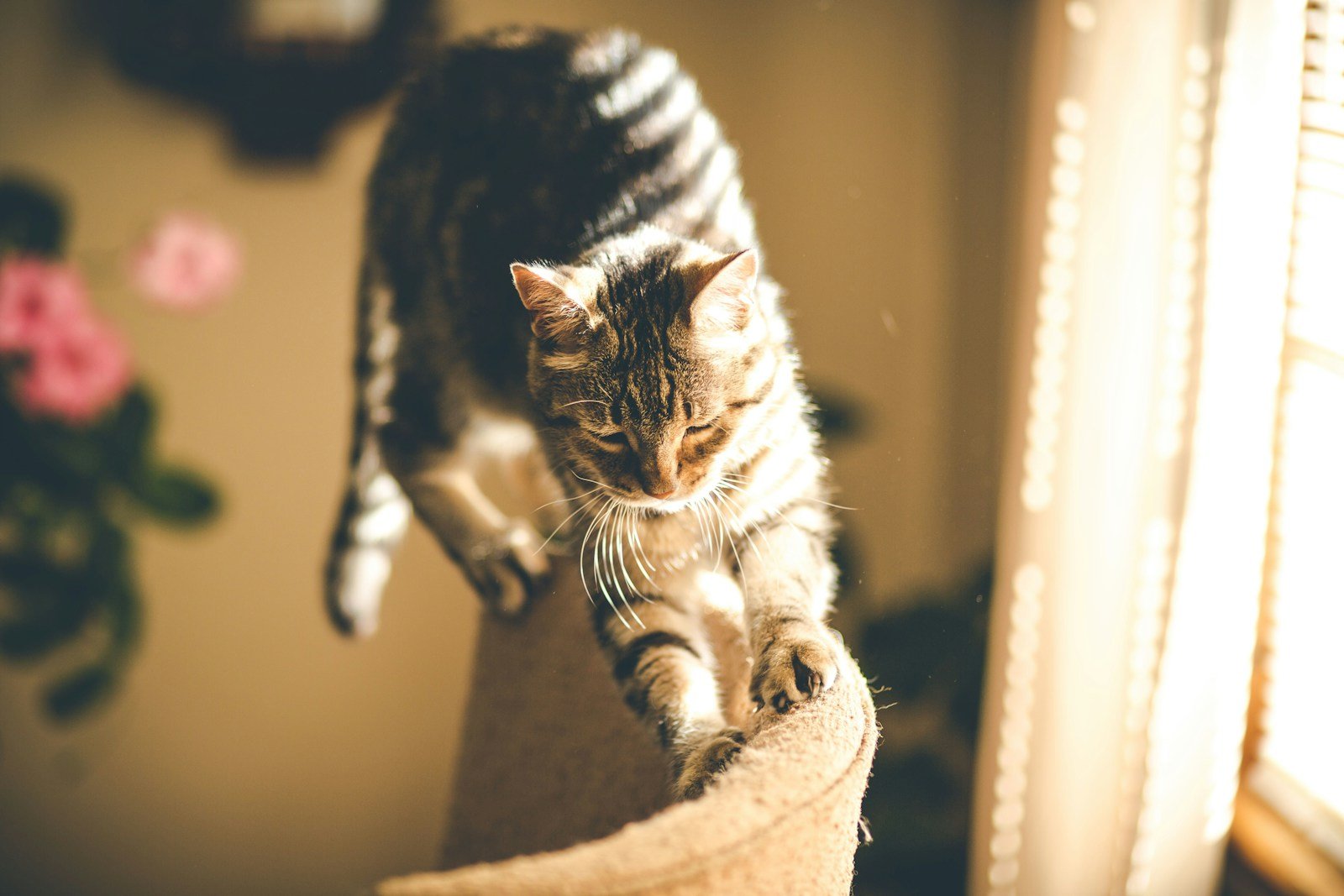 Cat breeding: grey tabby cat scratching on sofa