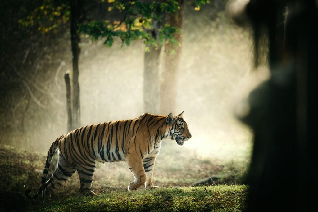 ecosystem: a tiger walking through a forest on a foggy day