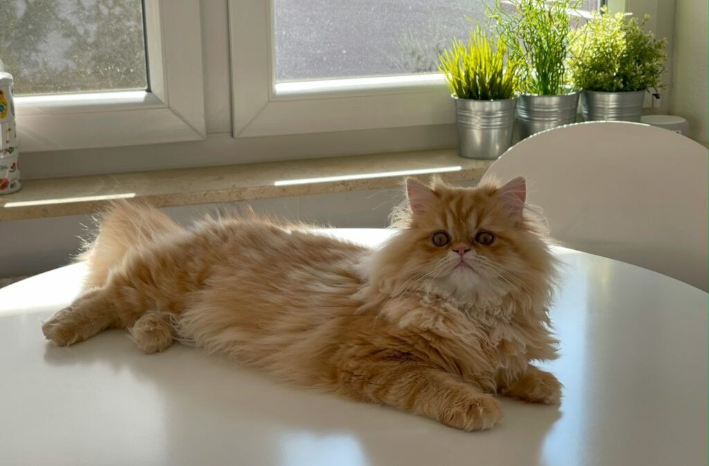 Cat warmth: A fluffy orange cat laying on top of a white table