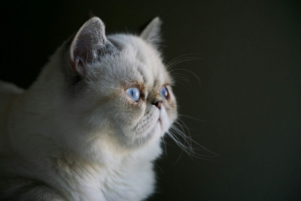 cat introduction: white Persian cat