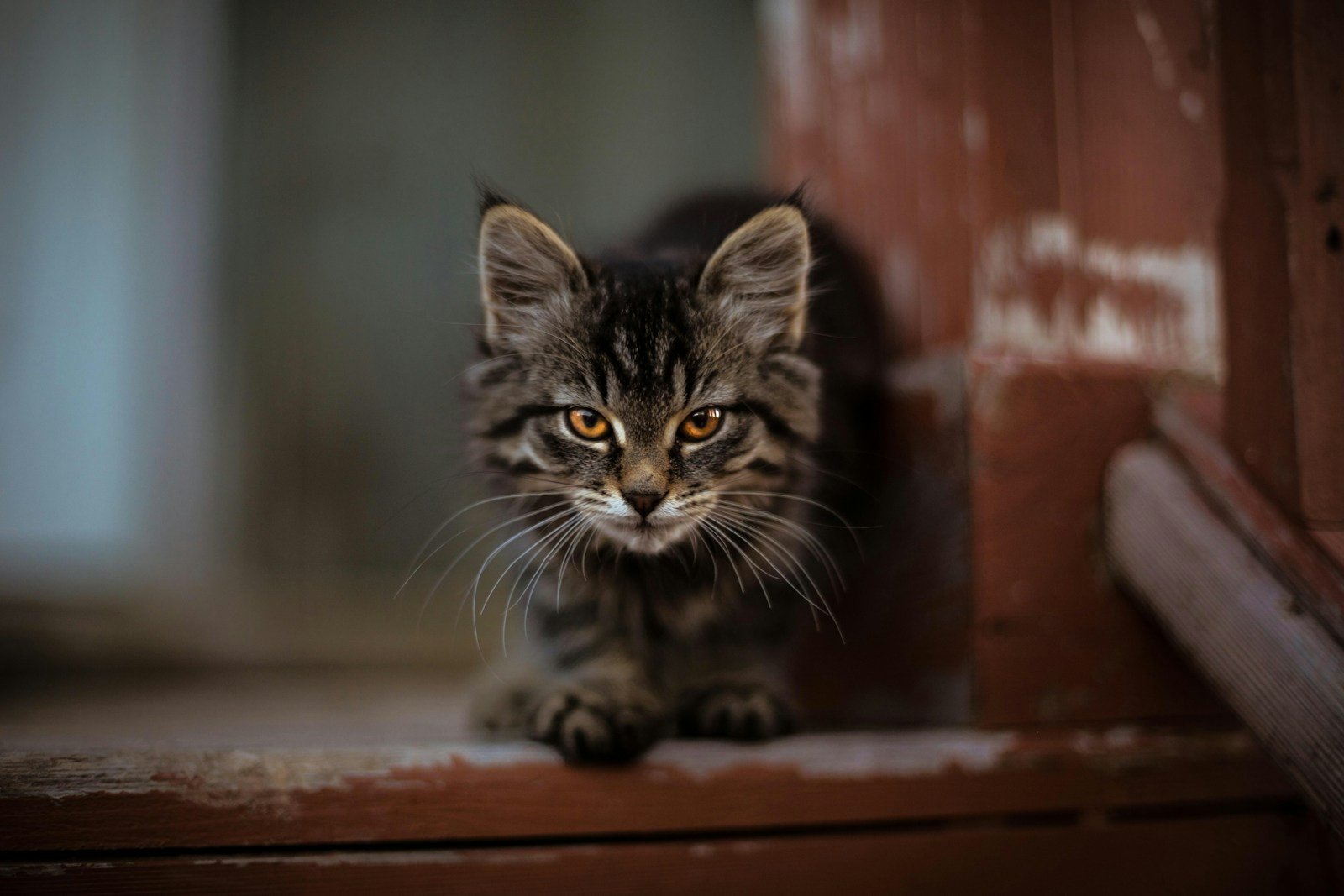 cat reflexes: gray tabby cat sitting on brown wooden surface