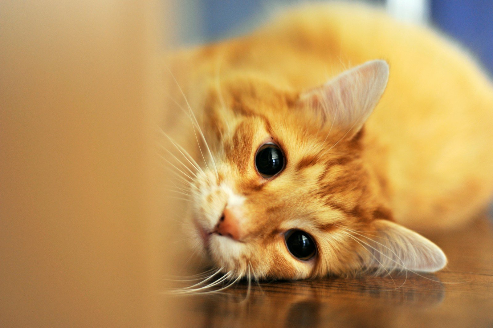 Cat breeding: orange tabby cat lying on floor