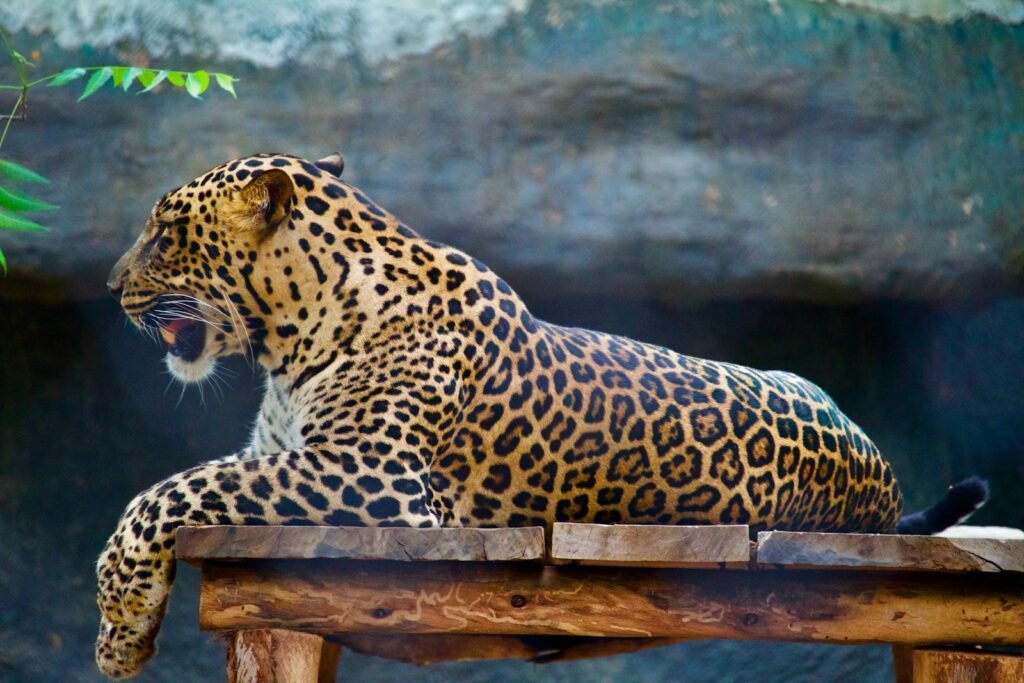 ecosystem: leopard lying wooden surface