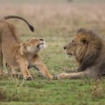 big cat protection: shallow focus photography of lioness standing beside lion