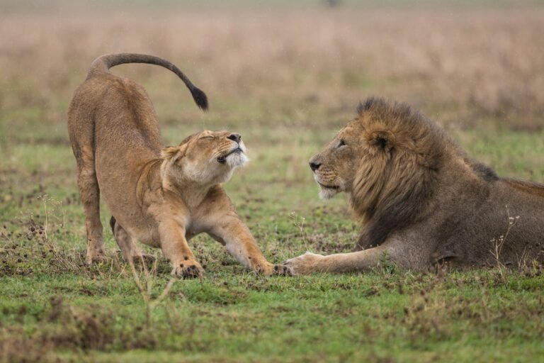 big cat protection: shallow focus photography of lioness standing beside lion
