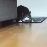 Black and white cats help humans