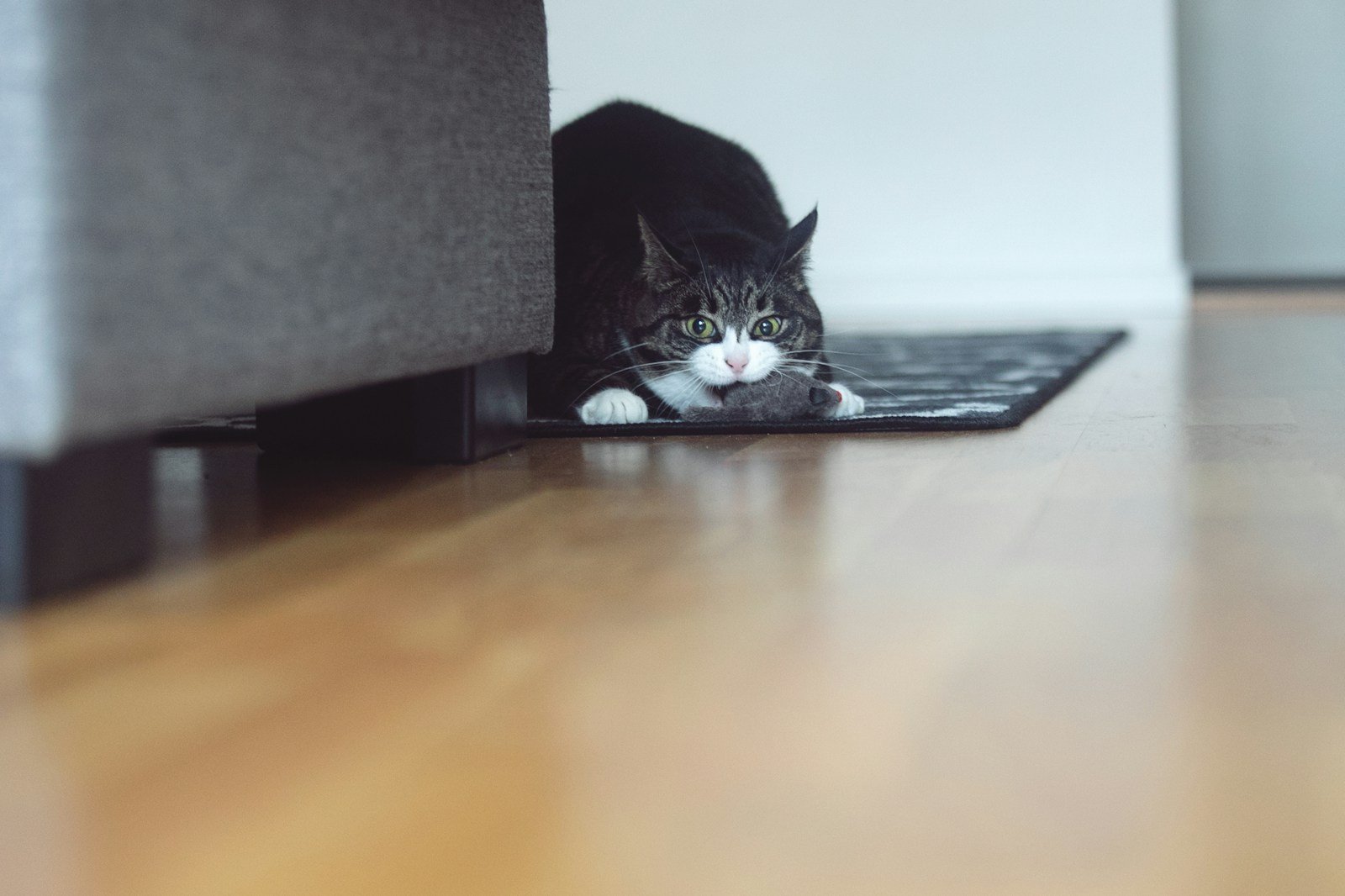 Black and white cats help humans