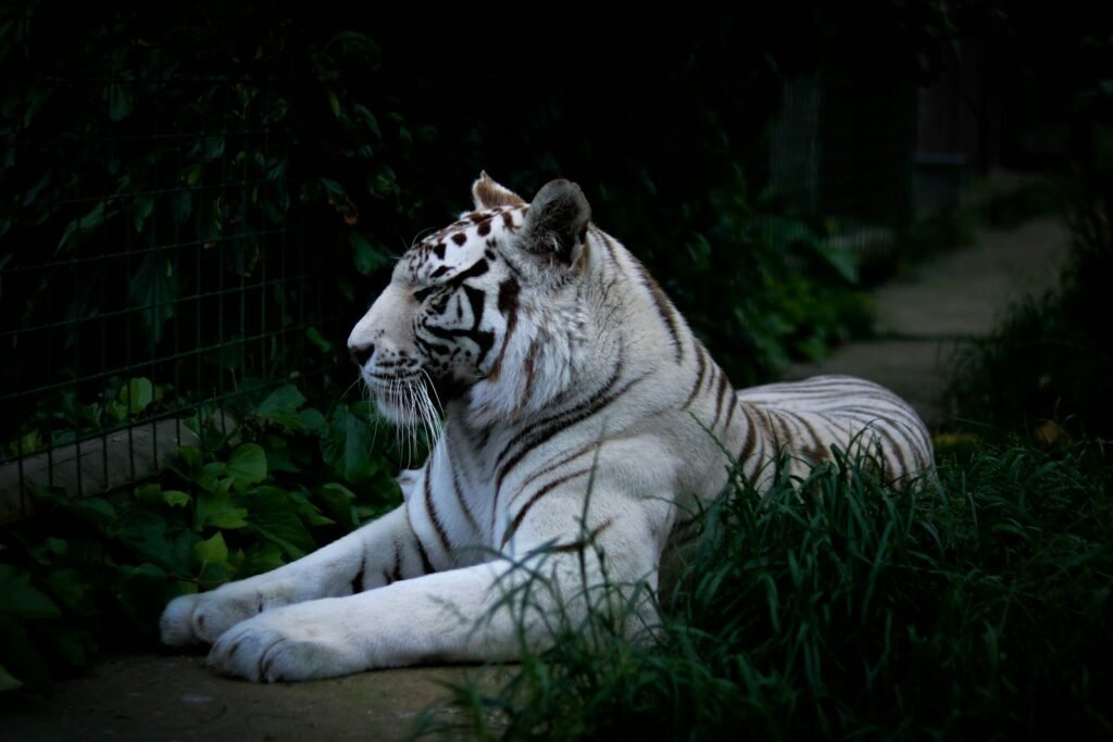Technology in Big Cat