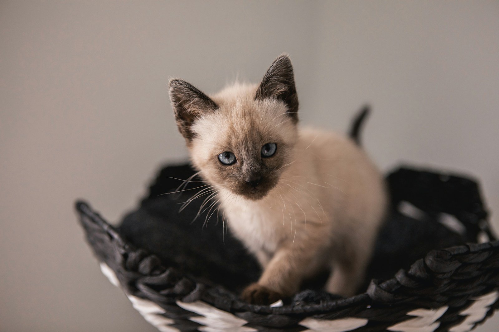 Photo by Kristin Brown Cat toys: Gray and black coated kitten standing on black and white wicker basket