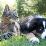 A tabby cat wearing a red collar and a black-and-white puppy lying together on grass in a sunny outdoor setting. The cat looks alert while the puppy rests, showcasing a peaceful interaction between the two animals.