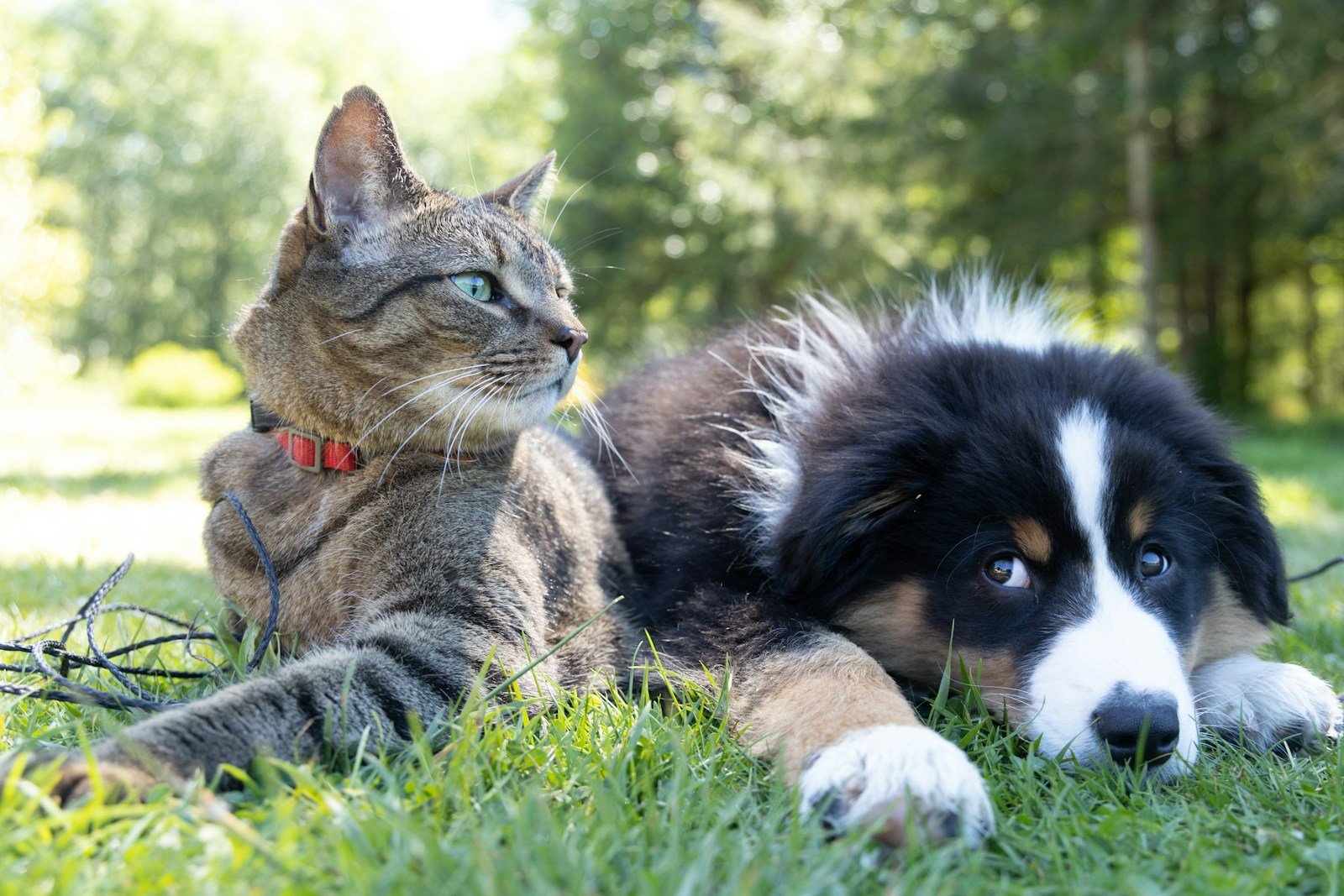 A tabby cat wearing a red collar and a black-and-white puppy lying together on grass in a sunny outdoor setting. The cat looks alert while the puppy rests, showcasing a peaceful interaction between the two animals.