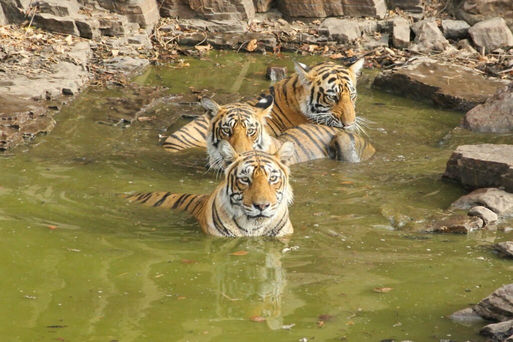 cat research: three tigers are swimming in a pool of water