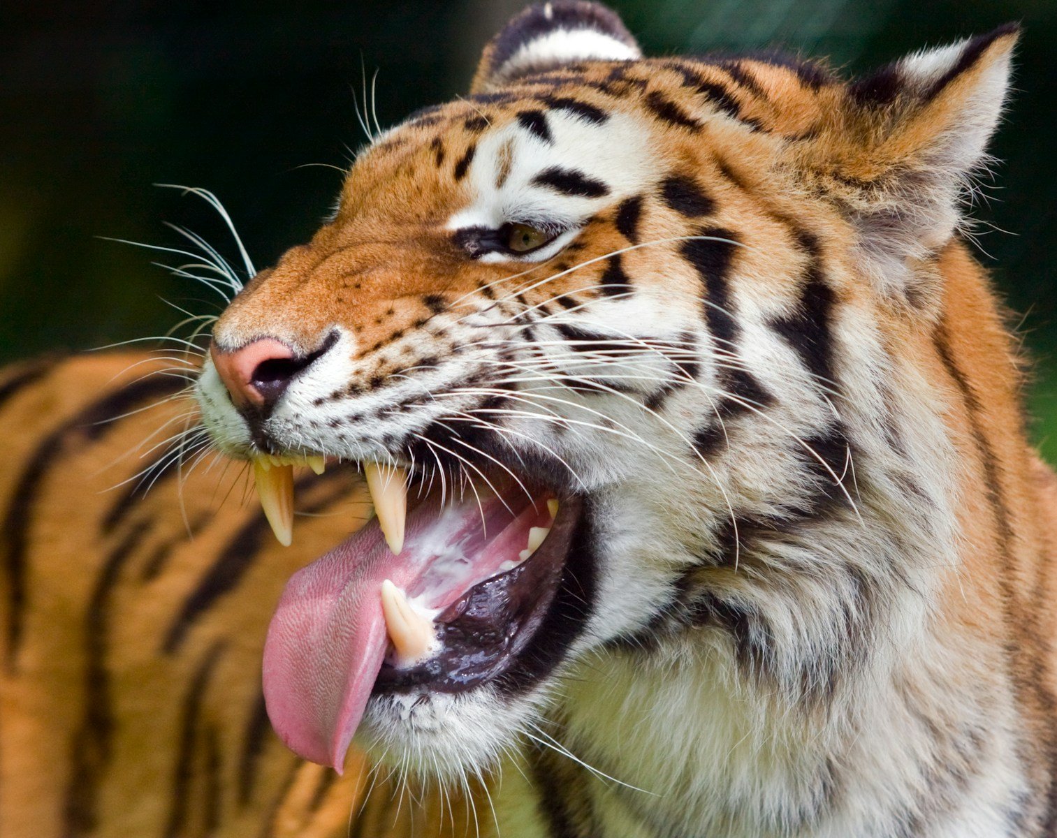 Big cats: Closeup photography of Tiger.