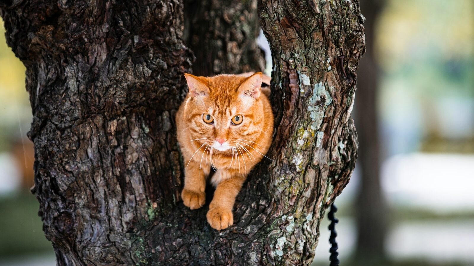 An orange tabby cat perched in the hollow of a tree trunk, looking alert and curious. The background is blurred, featuring green and natural tones.