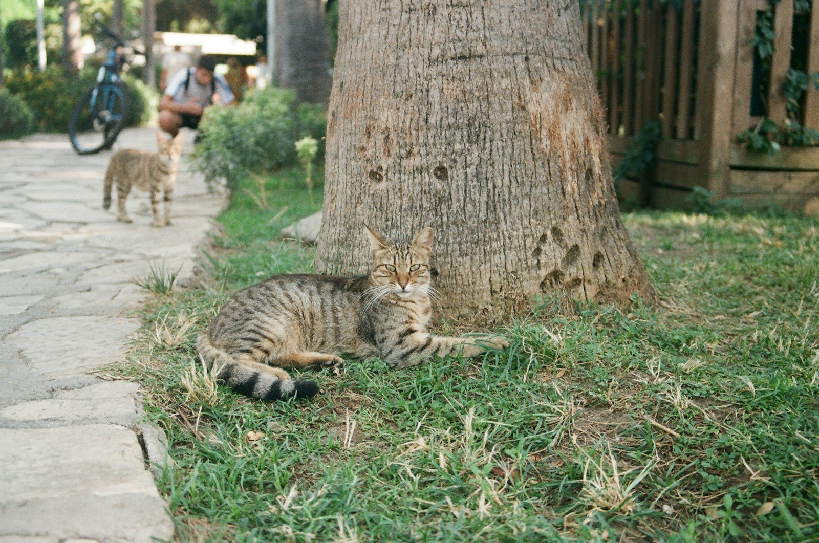 Photo by Samura Silva cats and humans: a cat laying in the grass next to a tree