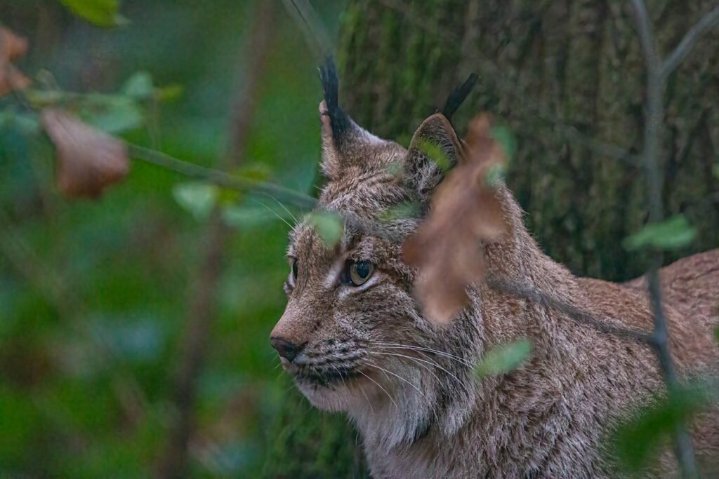 elusive big cat: a wild cat with antlers