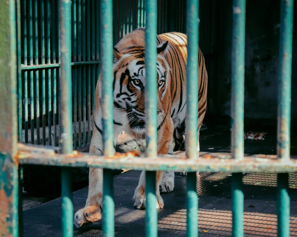 A tiger behind the bars of a zoo enclosure, symbolizing efforts to preserve and protect the species from extinction