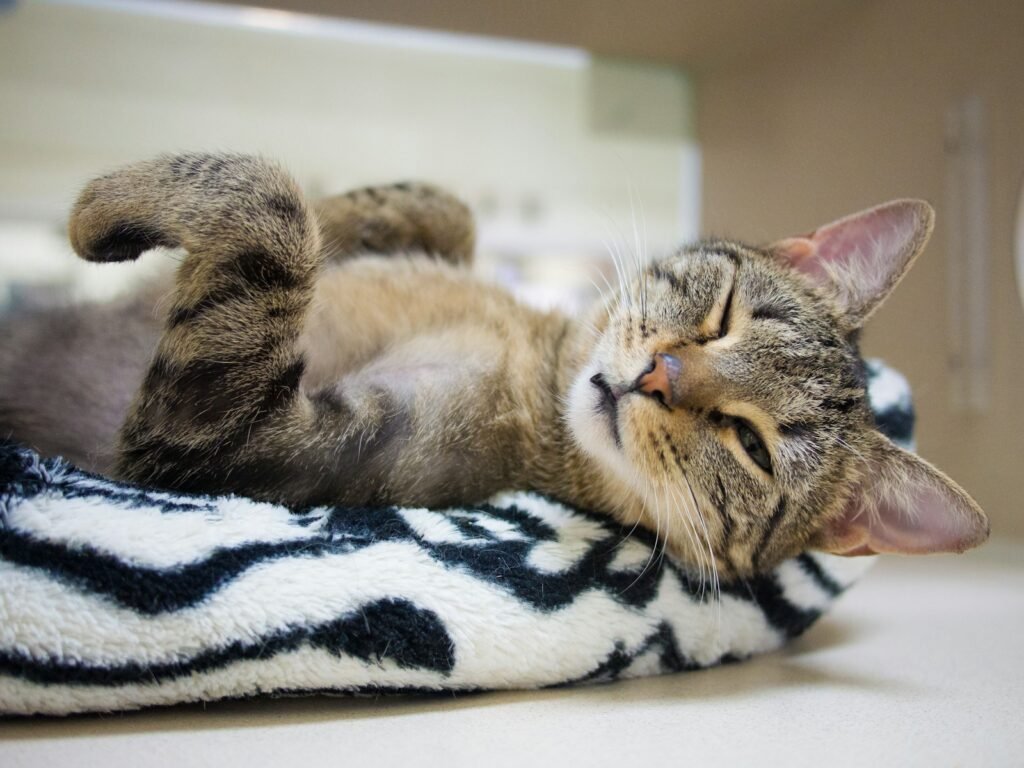 ecosystem: brown tabby cat lying on white and black textile