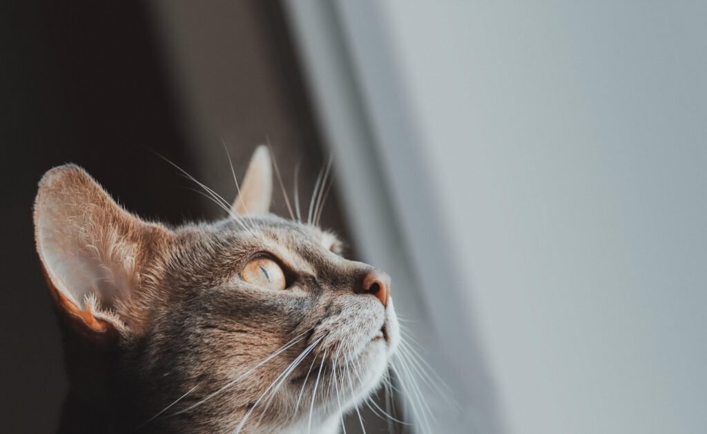 Human stress: a cat looking out a window