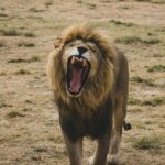Lion roar