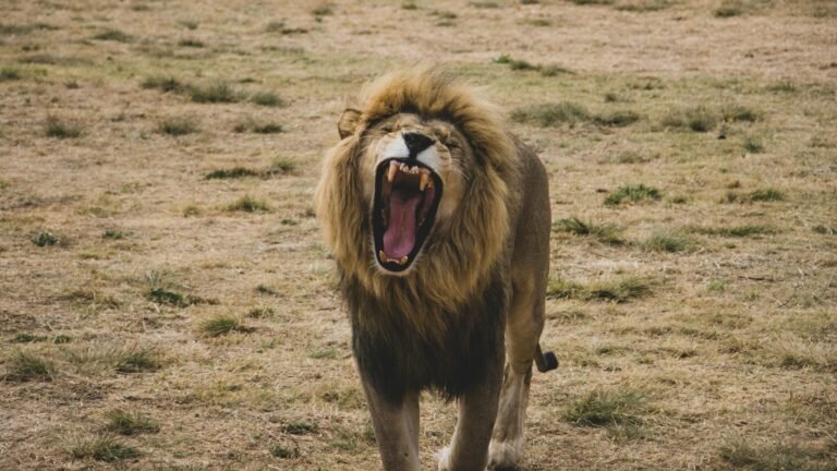 Lion roar