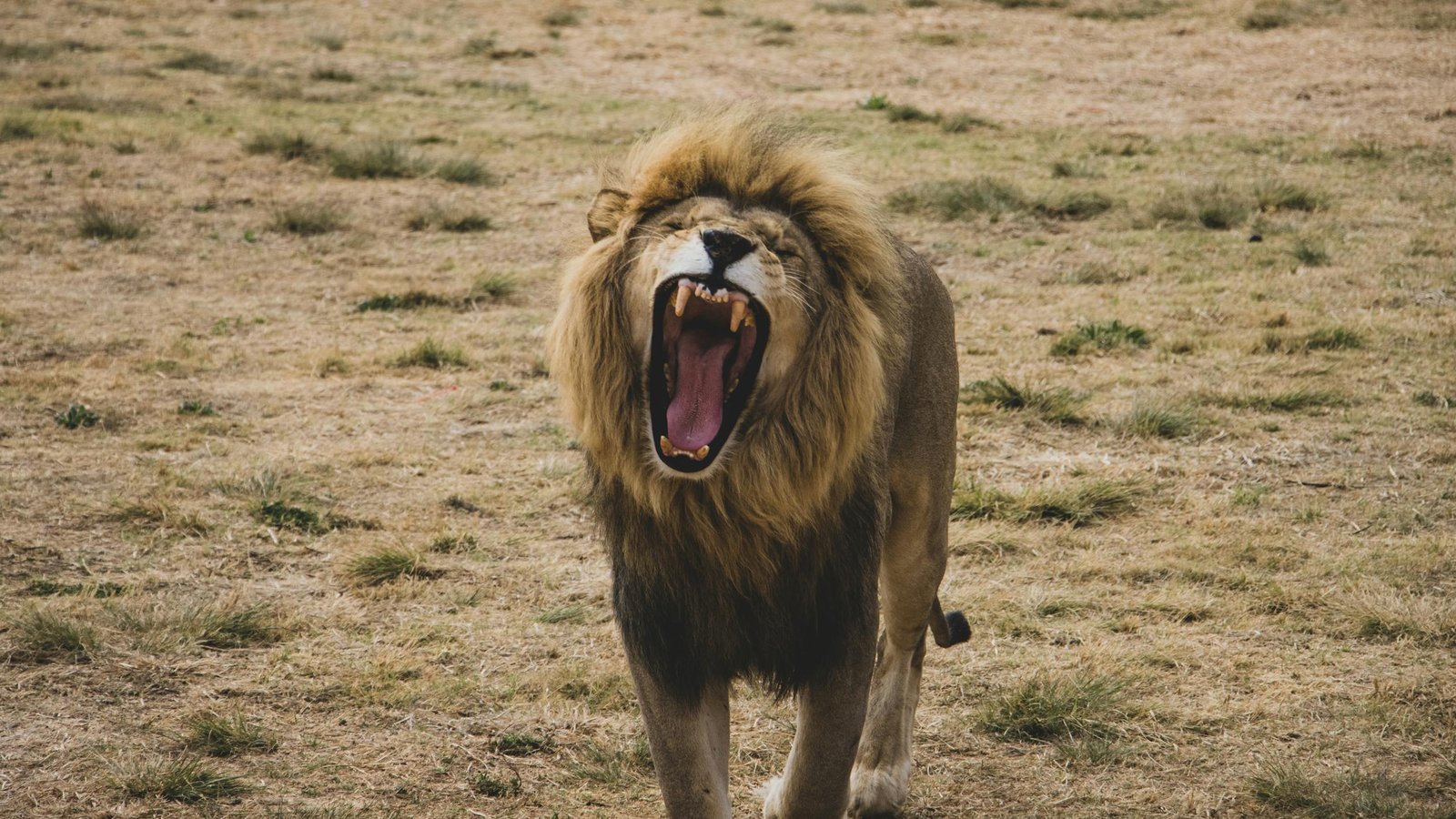 Lion roar