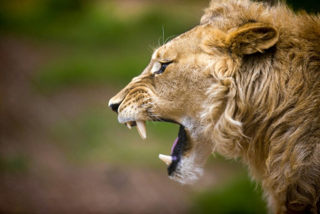 saber toothed cat: brown lion on green grass during daytime