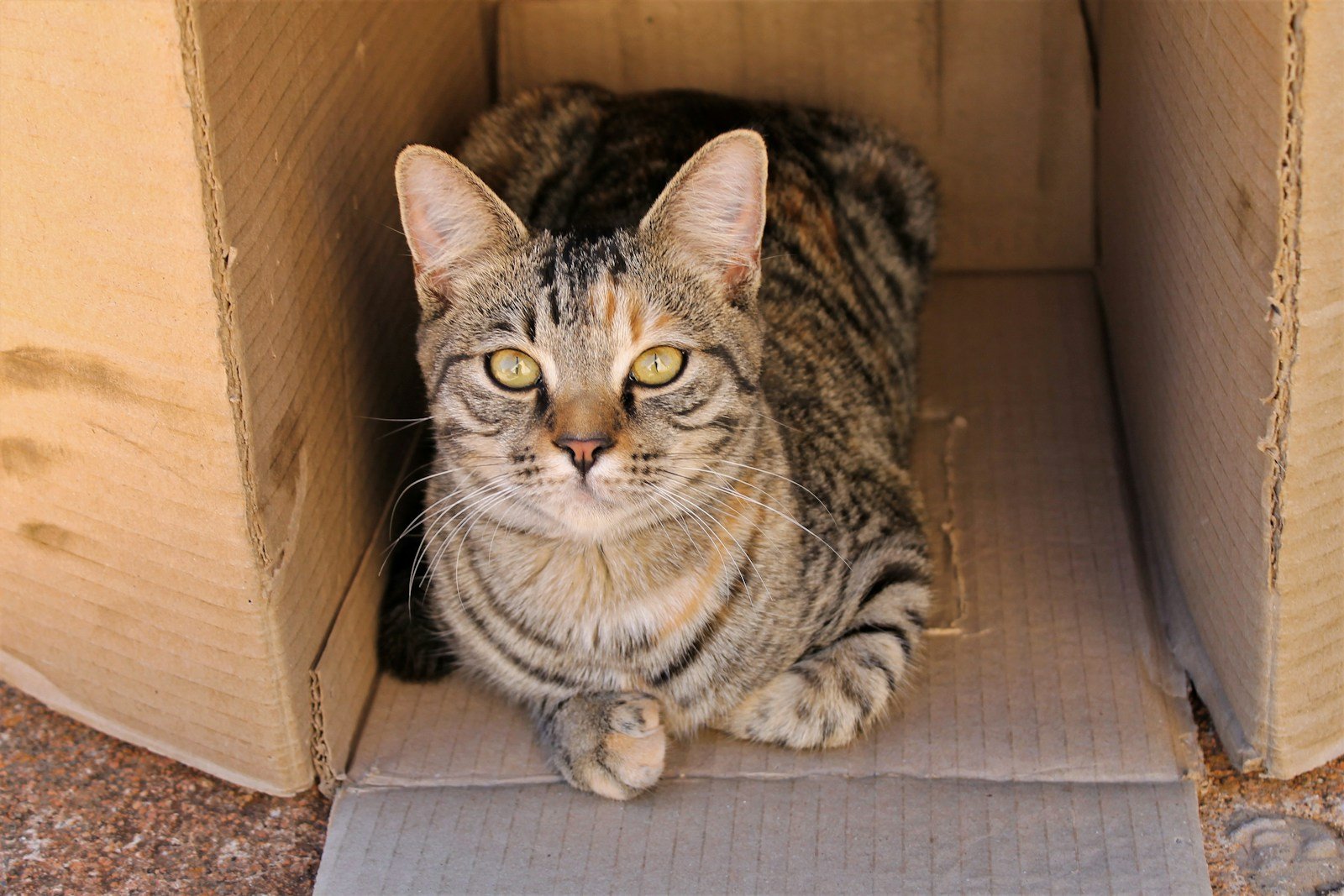 Photo by Tiaan Nell A cat comfortable in a box