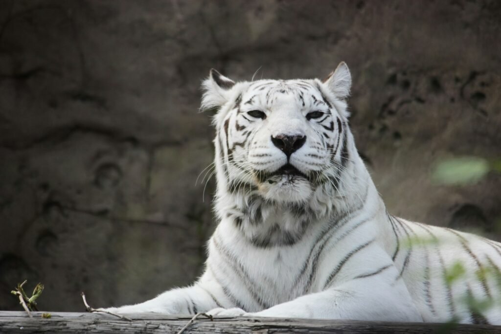 rare sighting: white tiger lying on ground