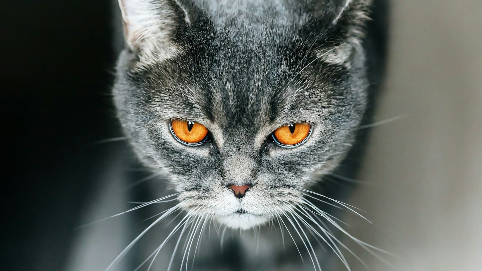 Close-up of a gray cat with intense amber eyes, staring directly with a focused and serious expression.